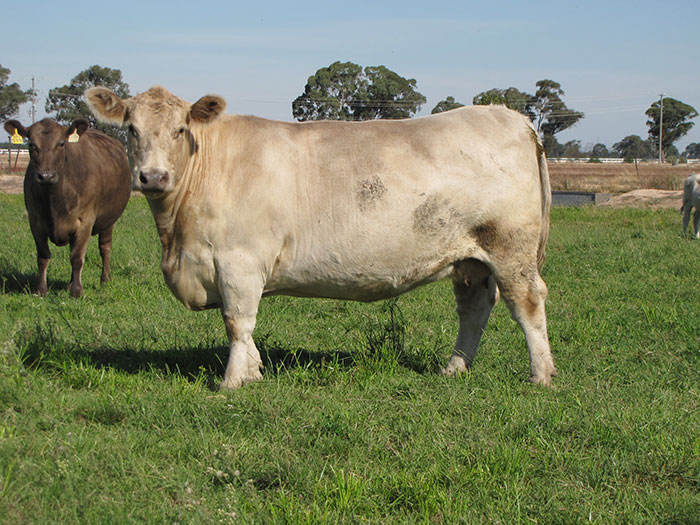 Dajory Tarella D39